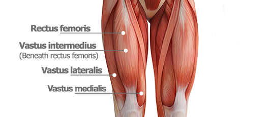 Building Strong Quadriceps: Effective Exercises and Strategies for Maximal Muscle Growth